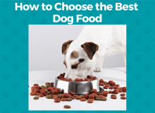 Dog eating dry kibble out of a metal dog bowl
